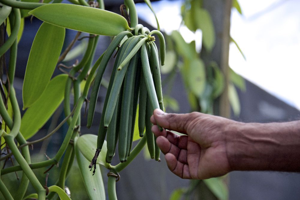 Bourbon Vanilleschote aus Madagaskar, 2 Stück