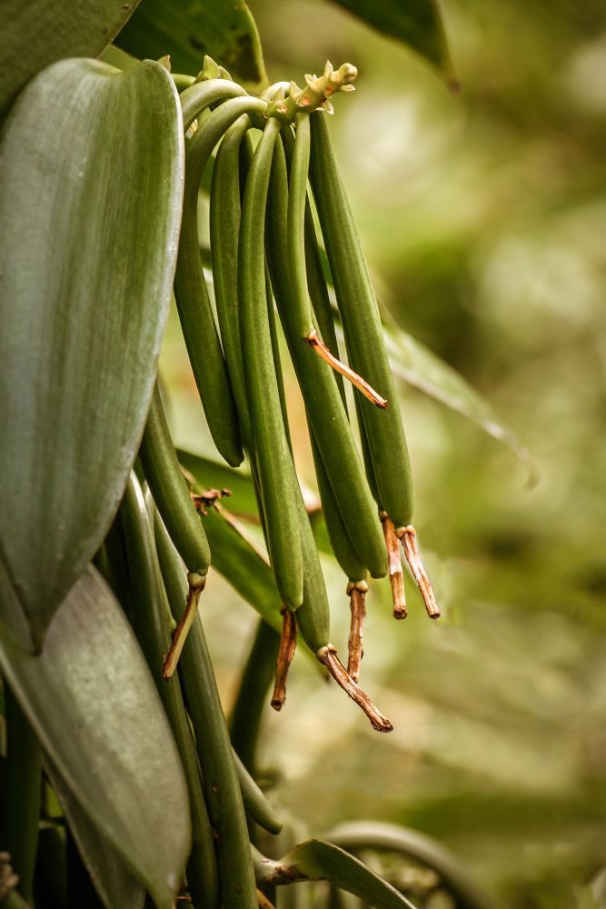 Bourbon Vanilleschote aus Madagaskar, 2 Stück